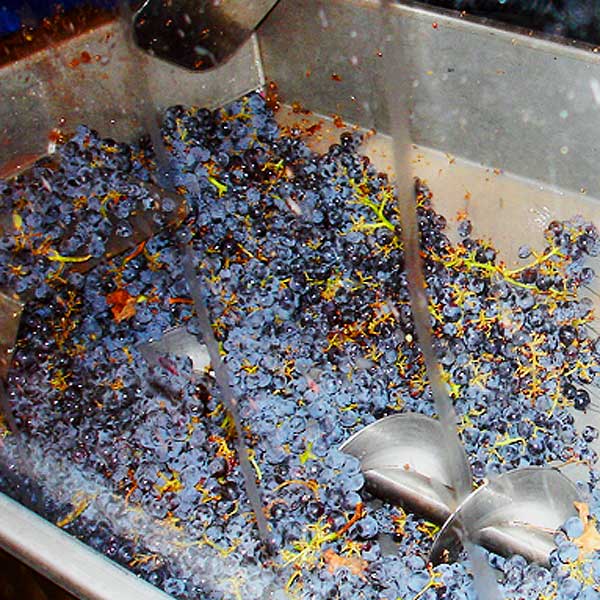 crushed wine grapes