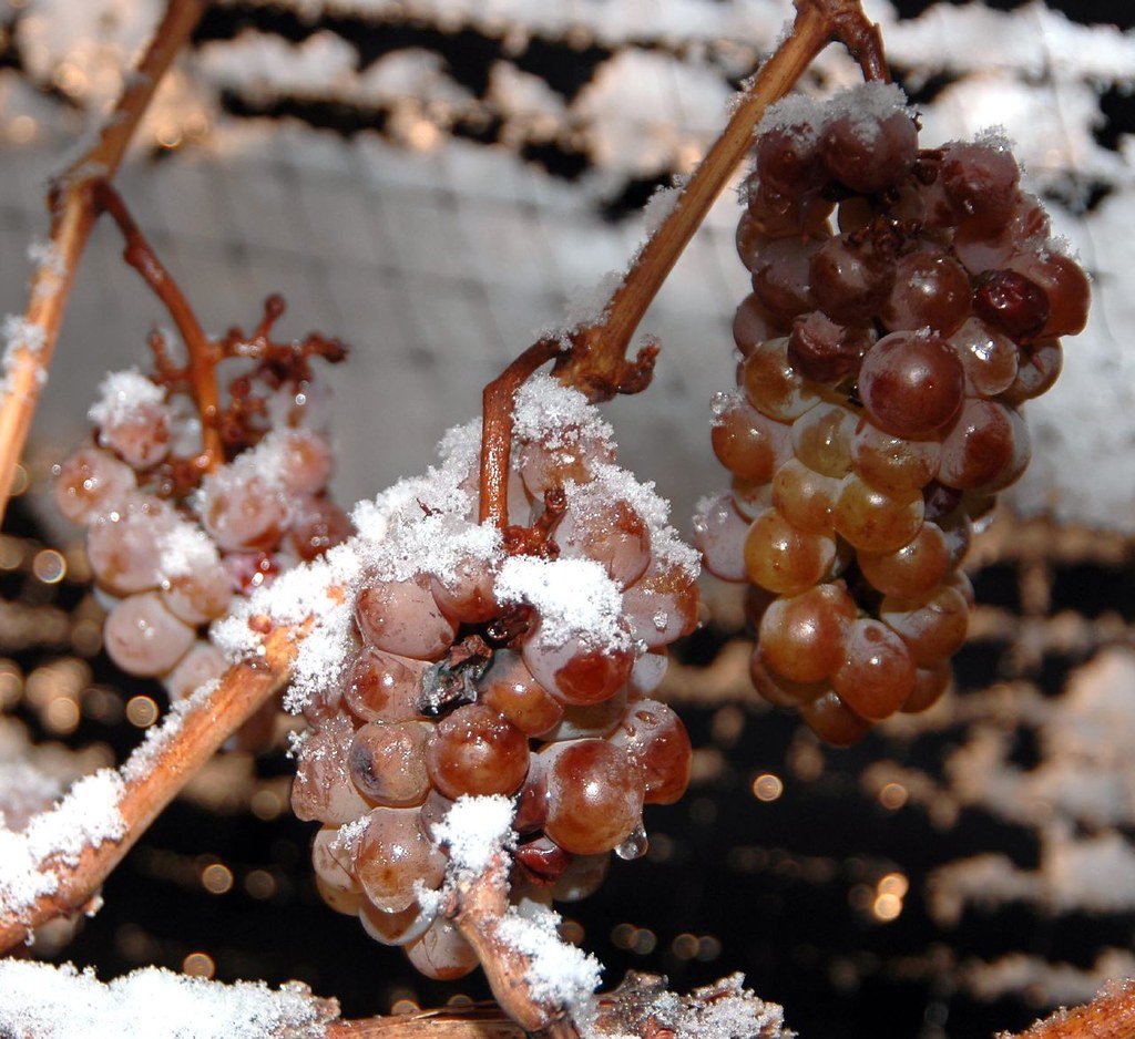 icewine