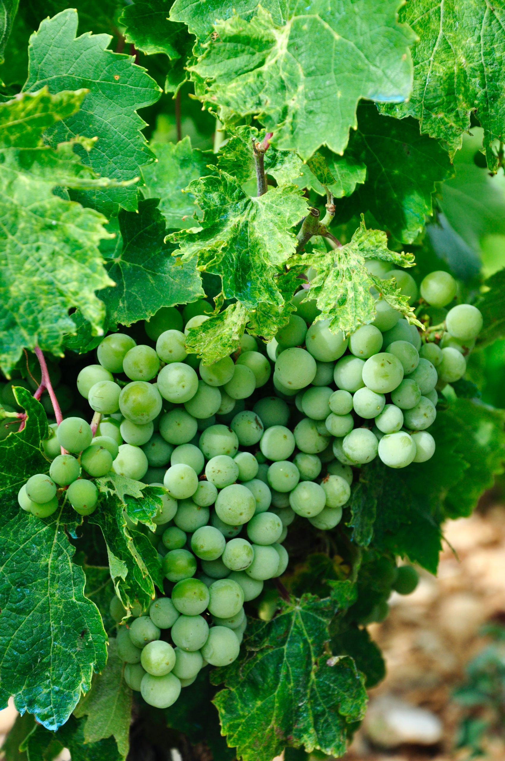 organic grapes