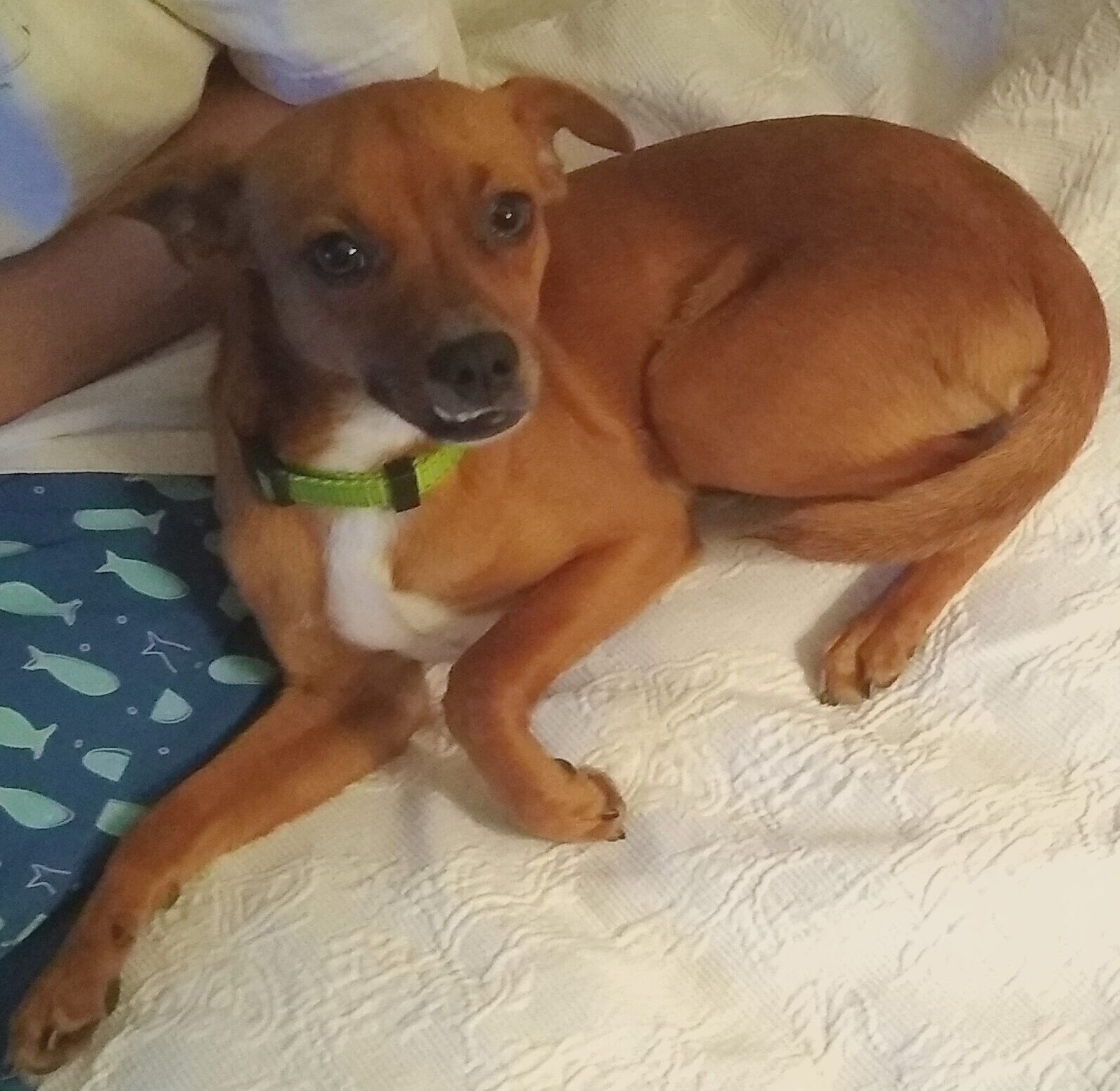The dog Churro on a blanket